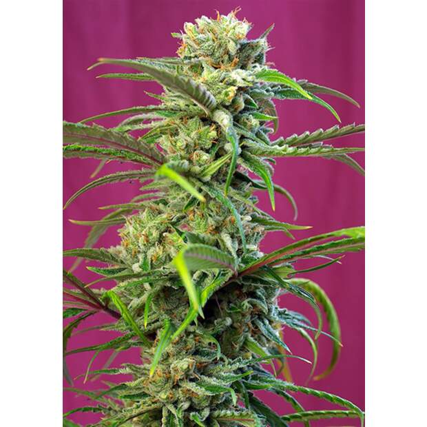 Sweet Seeds Sweet Tai 3 pcs feminised