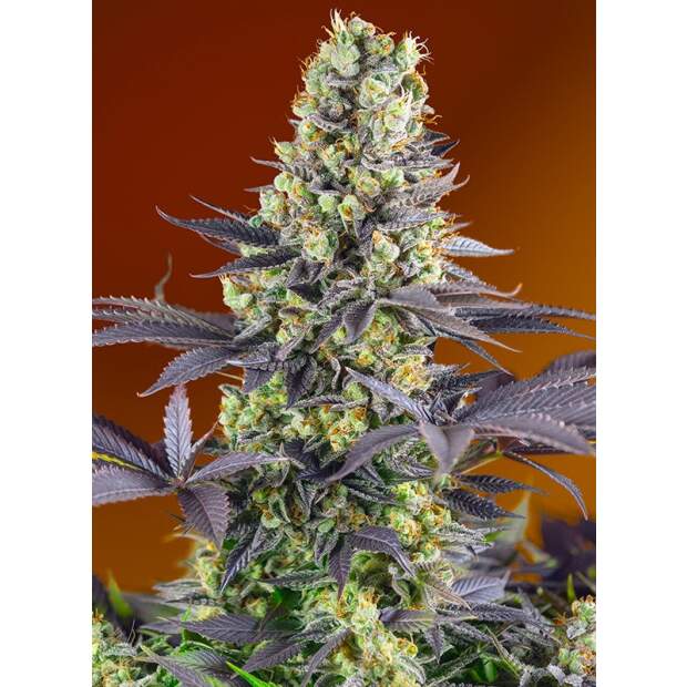 Sweet Seeds Sweet Zenzation 5 Stk feminisiert