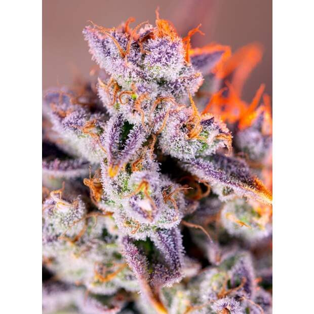 Sweet Seeds Tropicanna Poison XL Auto 3 pcs feminised