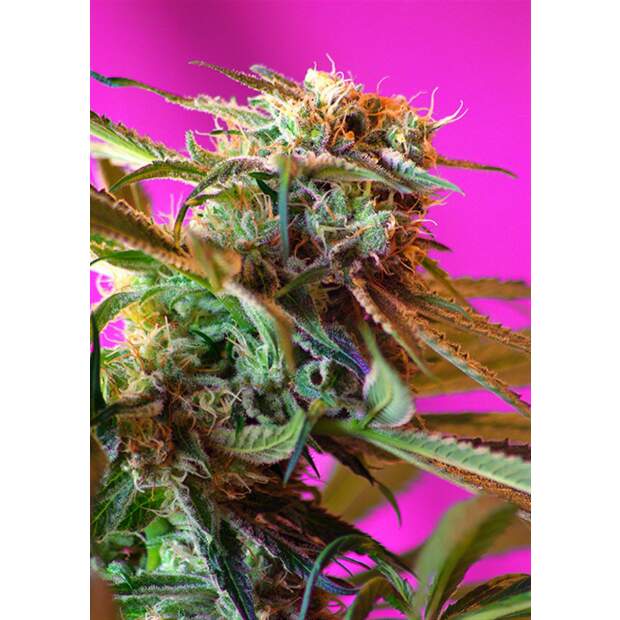 Sweet Seeds Wild Rose 5 Stk feminisiert