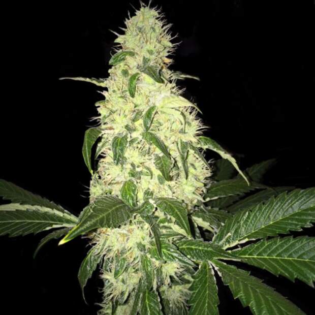 T.H. Seeds Afghaniberry 5 Stk regular