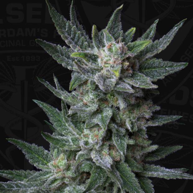 T.H. Seeds Auto Bubblegum 2 pcs feminised