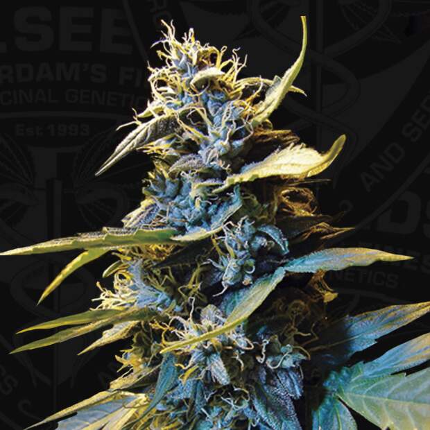 T.H. Seeds Auto Northern HOG 2 pcs feminised