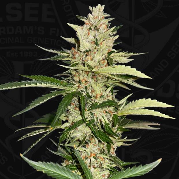 T.H. Seeds Banana Candy Krush - Free 710 Limited 7+1 Pack 6 pcs feminised