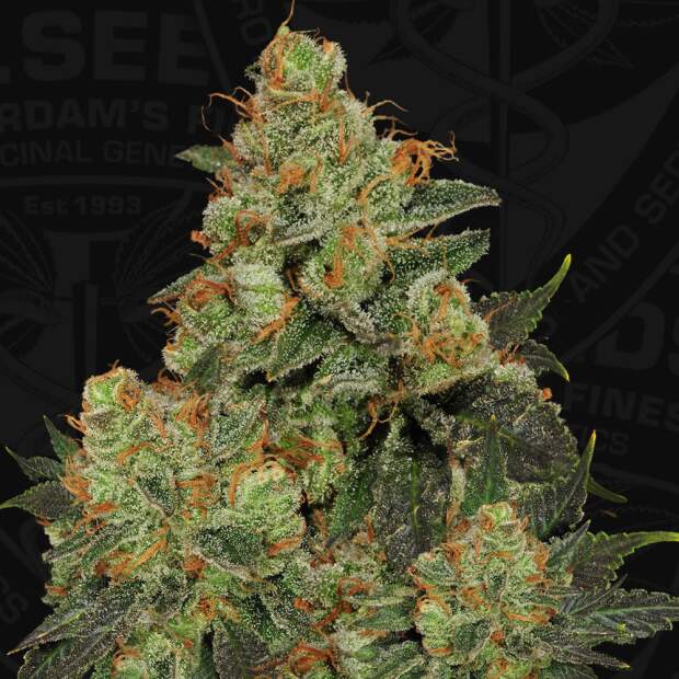 T.H. Seeds Bubblegum 6 Stk feminisiert