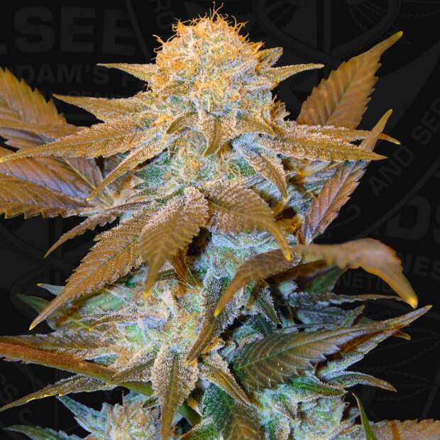 T.H. Seeds Critical HOG 2 pcs feminised