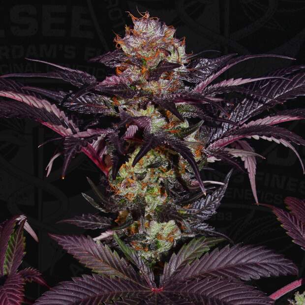 T.H. Seeds French Macaron - Gelato 33 X French Cookies 6 Stk feminisiert