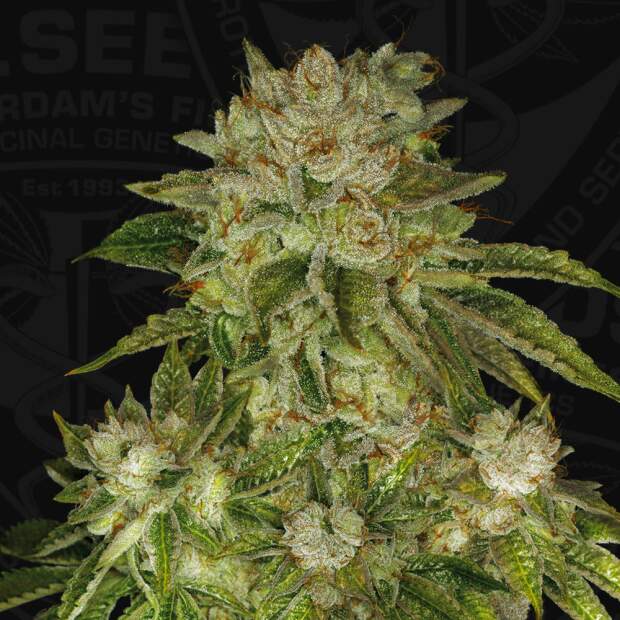 T.H. Seeds Mk Ultra 5 pcs feminised