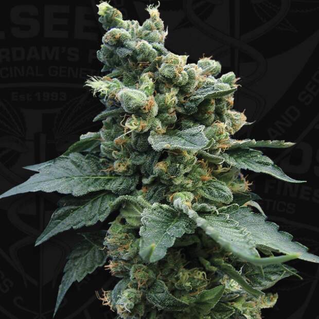 T.H. Seeds Sage N Sour 5 Stk regular