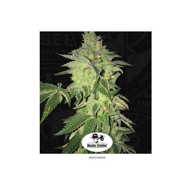 T.H. Seeds Shiloh Z 5 Stk feminisiert