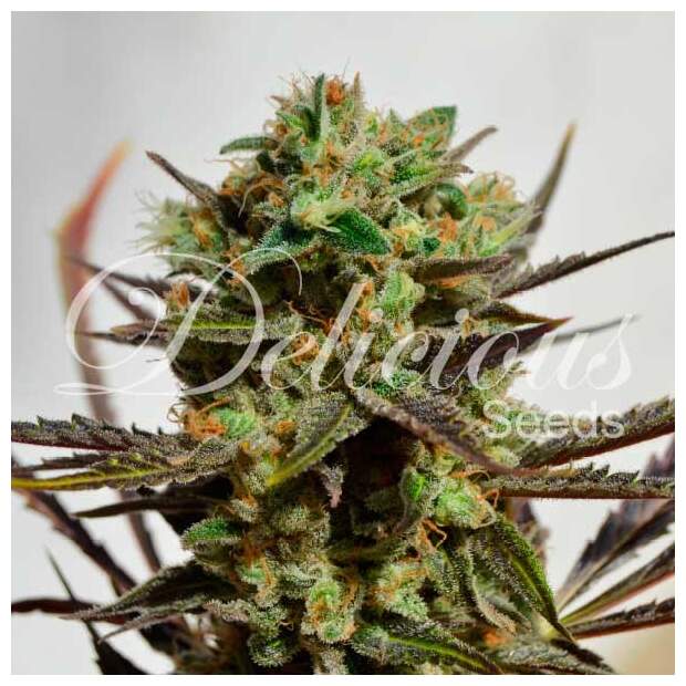 Delicious Seeds Cheese Candy (Delicious Candy) 10 Stk feminisiert