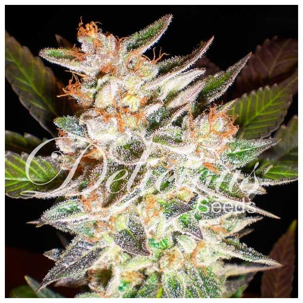 Delicious Seeds Cheese Candy Auto 10 Stk feminisiert