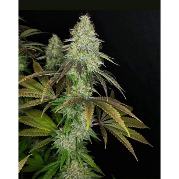 The Cali Connection 818 Headband aka Sour OG  6 Stk feminisiert