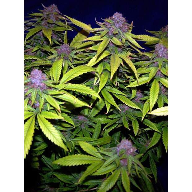 The Cali Connection Grape Kush 6 pcs feminised