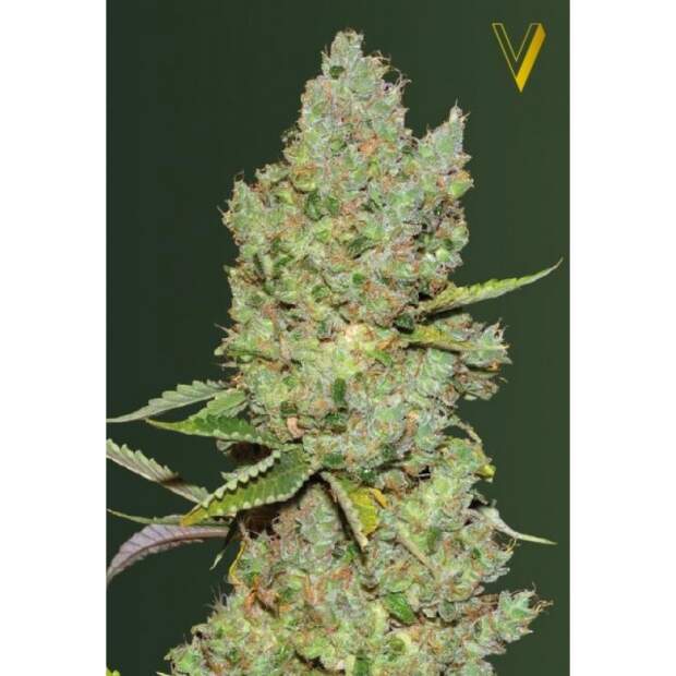 Victory Seeds Auto Critical 10 Stk feminisiert