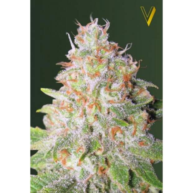 Victory Seeds Auto Green Wild Shark 5 Stk feminisiert