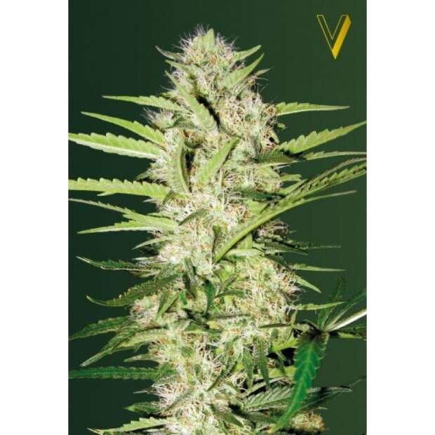 Victory Seeds Auto Parmesan 3 Stk feminisiert