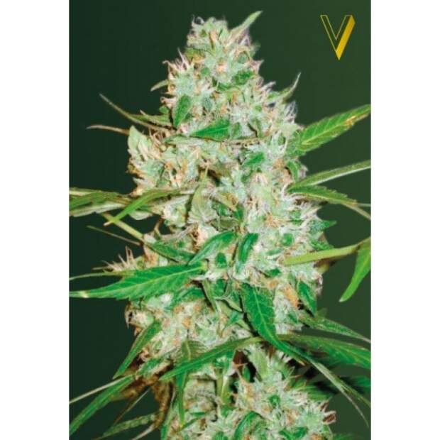 Victory Seeds Auto Red Russian XXL 10 pcs feminised