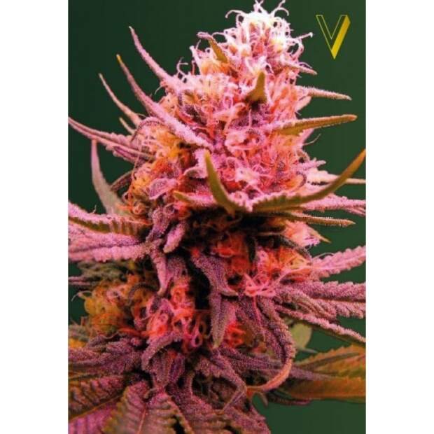 Victory Seeds Auto Seemango 3 Stk feminisiert