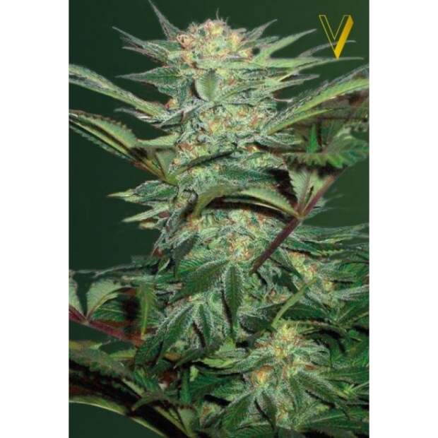 Victory Seeds Auto White Widow 3 Stk feminisiert