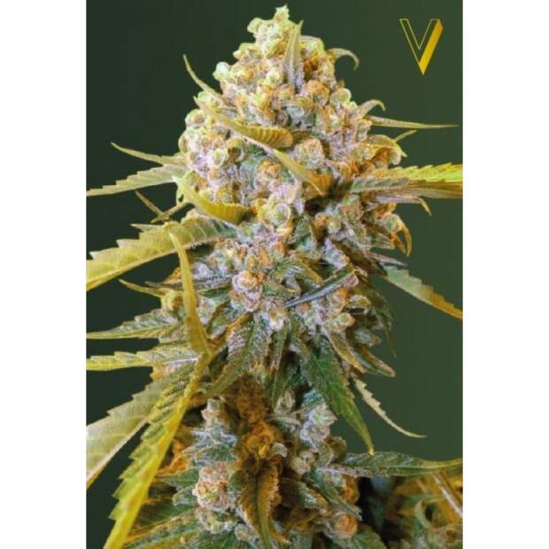 Victory Seeds Biggest Bud 5 Stk feminisiert