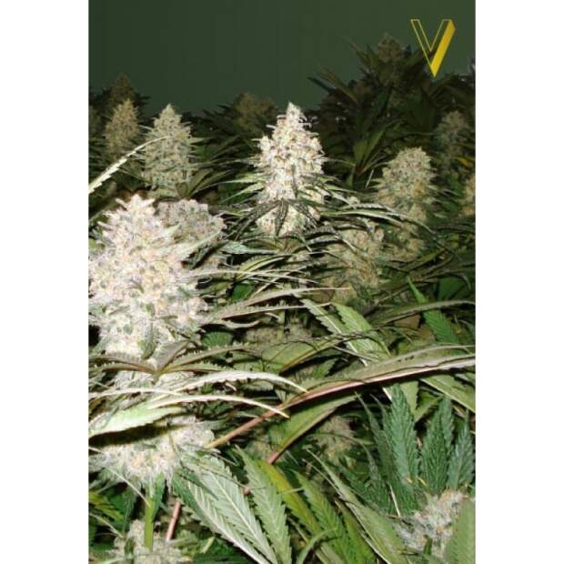 Victory Seeds Bubblegum+ Pro 3 Stk feminisiert