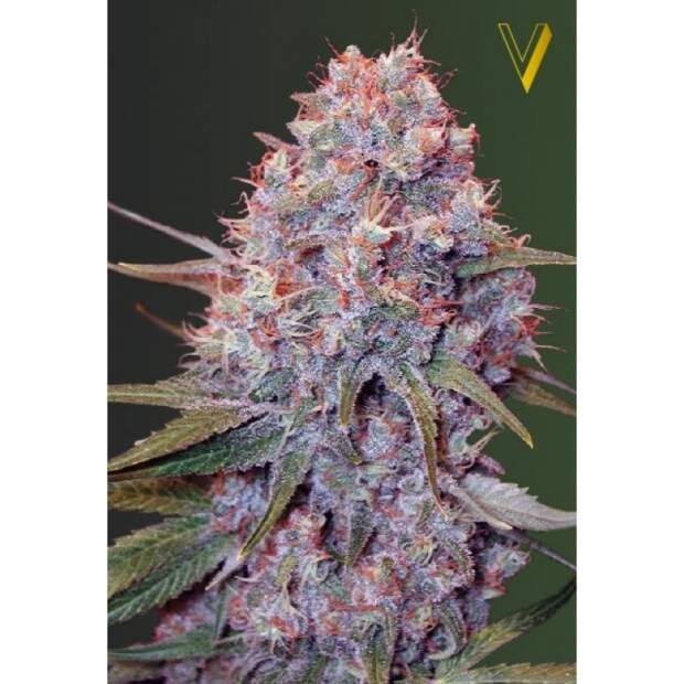 Victory Seeds Caramelino 3 Stk feminisiert