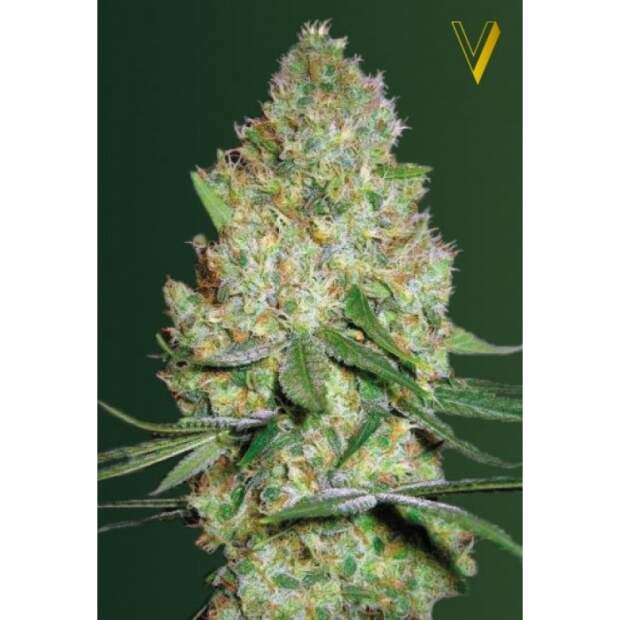 Victory Seeds Chronic Monster XXL 5 pcs feminised