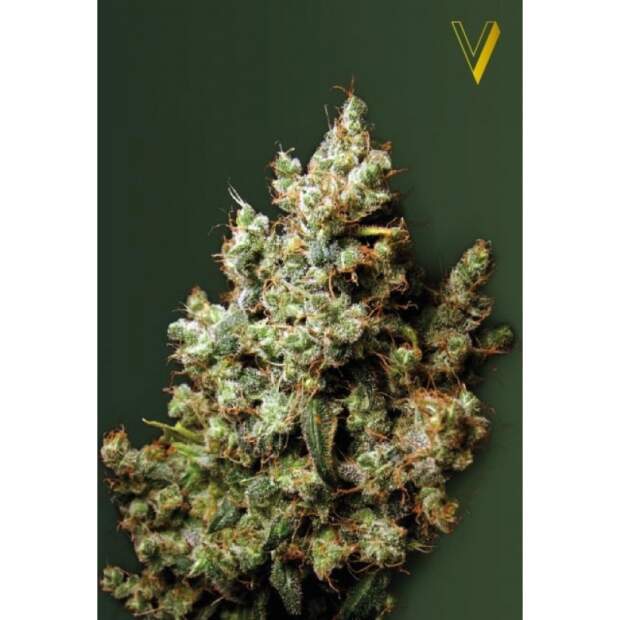 Victory Seeds Northern Light 5 Stk feminisiert