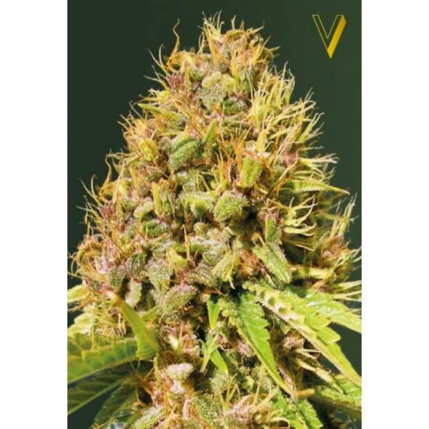 Victory Seeds Super Mazar 10 Stk feminisiert