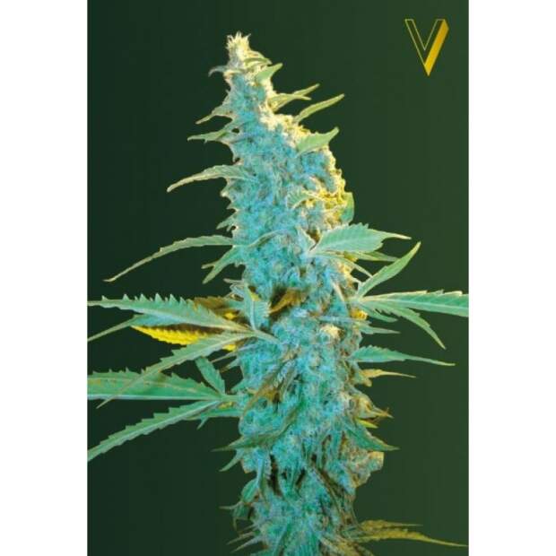 Victory Seeds Ultra Power Plant 5 Stk feminisiert