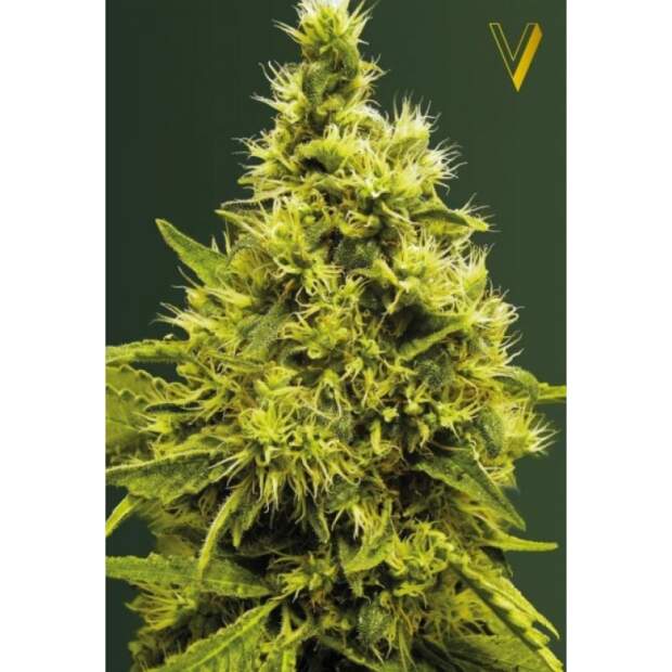 Victory Seeds White Widow 5 pcs feminised