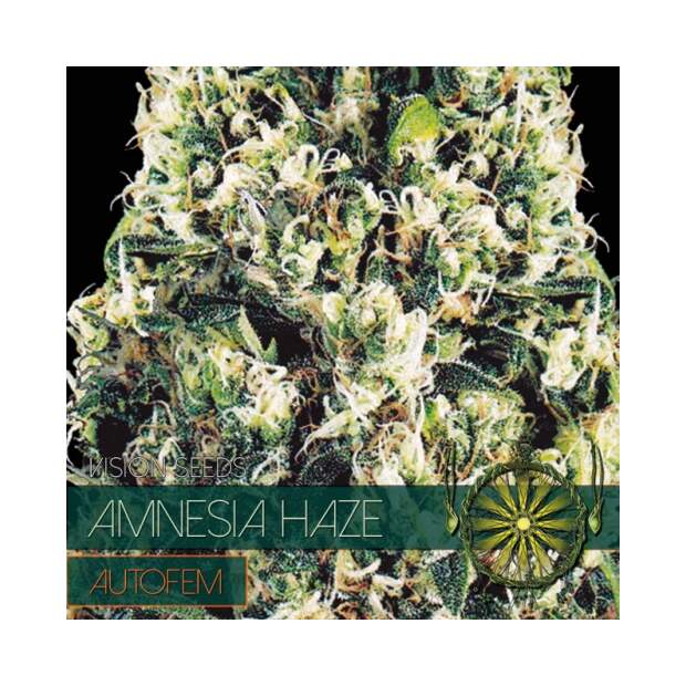 Vision Seeds Amnesia Haze Auto 5 pcs feminised