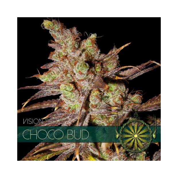 Vision Seeds Choco Bud 5 Stk feminisiert