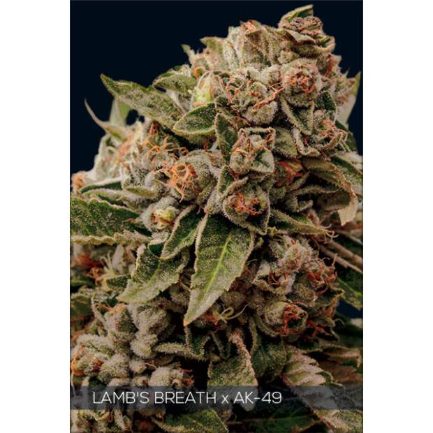 Vision Seeds Lambs Breath X AK-49 5 Stk feminisiert