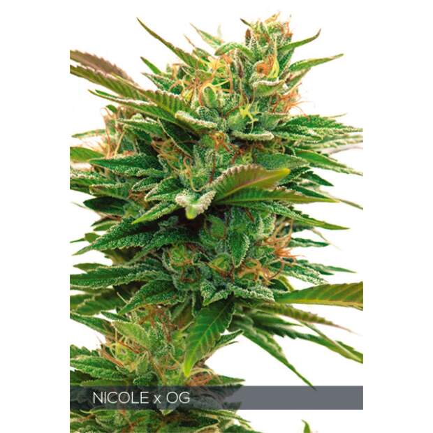 Vision Seeds Nicole X OG 5 Stk feminisiert