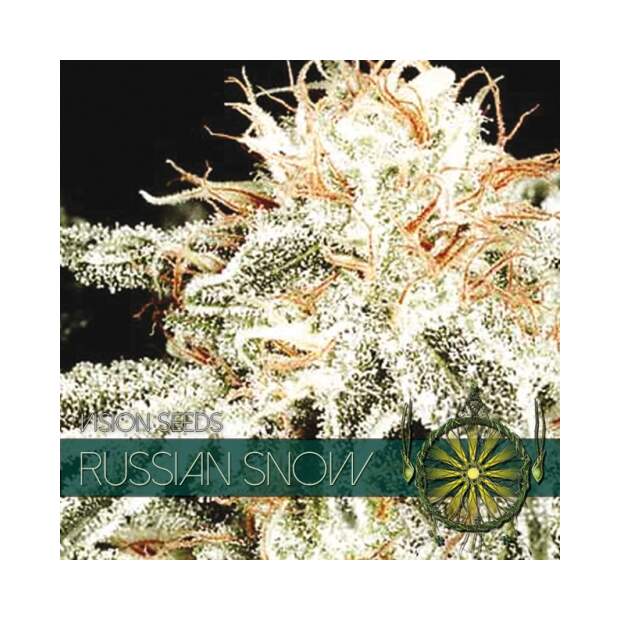 Vision Seeds Russian Snow 3 Stk feminisiert