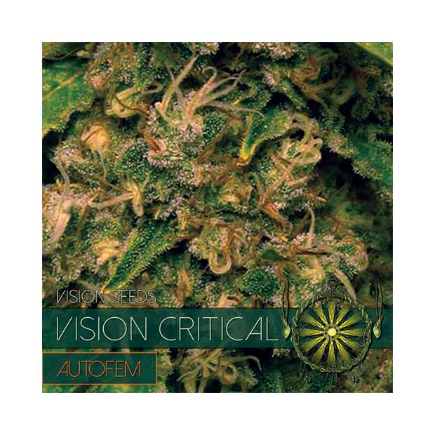 Vision Seeds Vision Critical Auto 3 Stk feminisiert