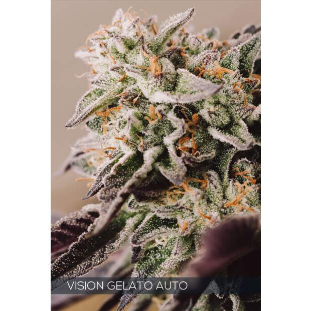 Vision Seeds Vision Gelato Auto 3 Stk feminisiert