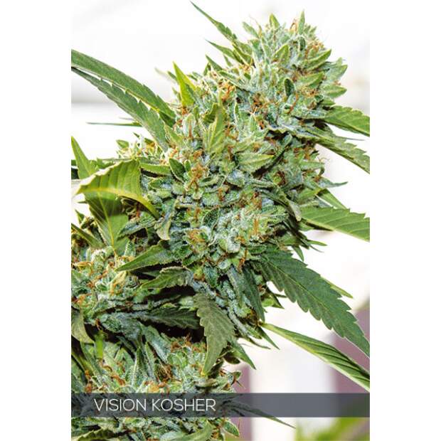 Vision Seeds Vision Kosher 5 Stk feminisiert