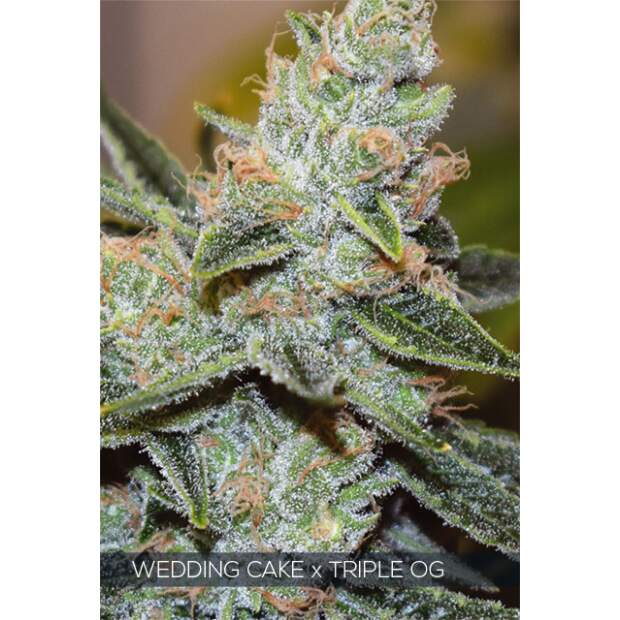 Vision Seeds Wedding Cake X Triple OG 5 Stk feminisiert