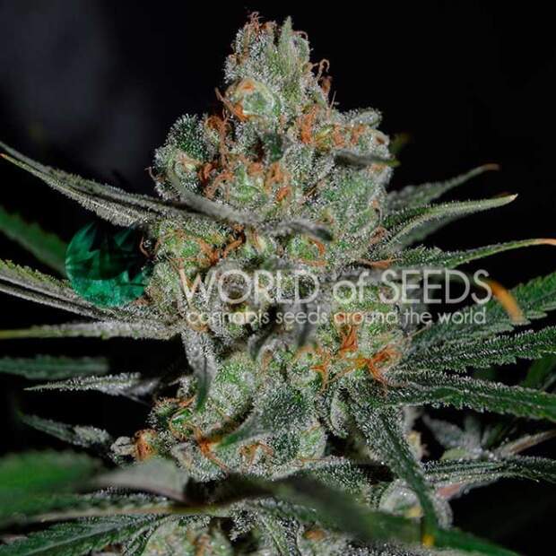 World Of Seeds Afghan Kush (Early Harvest) 3 Stk feminisiert