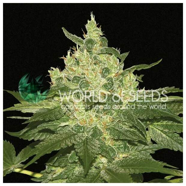 World Of Seeds Afghan Kush (Pure Origin Collection) 3 pcs feminised