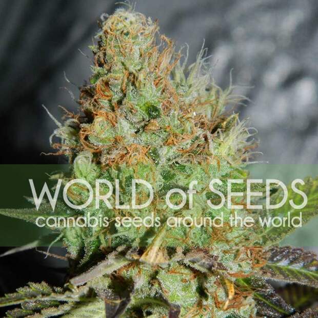 World Of Seeds Afghan Kush 10 pcs regular