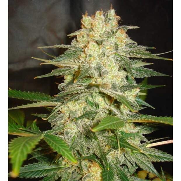 World Of Seeds Afghan Kush Ryder Auto 3 Stk feminisiert