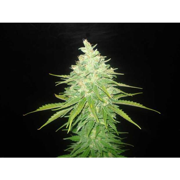 World Of Seeds Afghan Kush X Black Domina Medical 7 Stk feminisiert