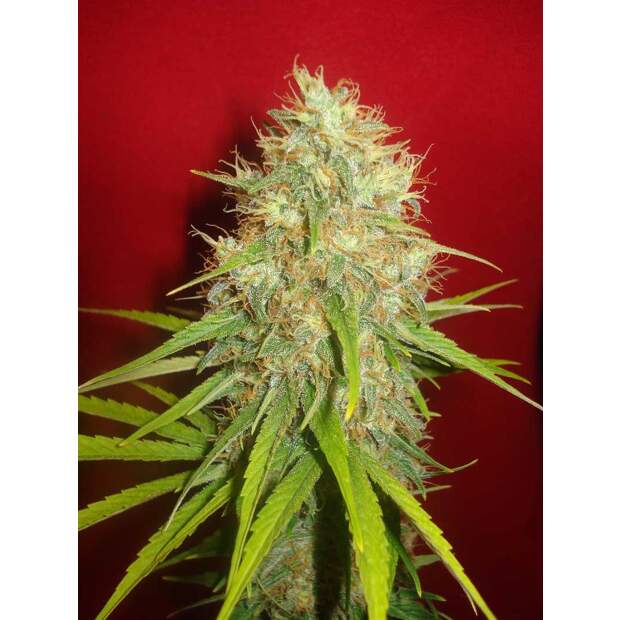 World Of Seeds Afghan Kush X Skunk Medical 7 pcs feminised