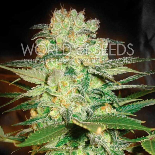 World Of Seeds Afghan Kush X White Widow Medical 3 pcs feminised