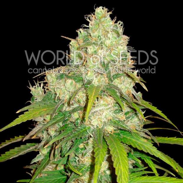 World Of Seeds Afghan Kush X Yumbolt Medical 3 Stk feminisiert