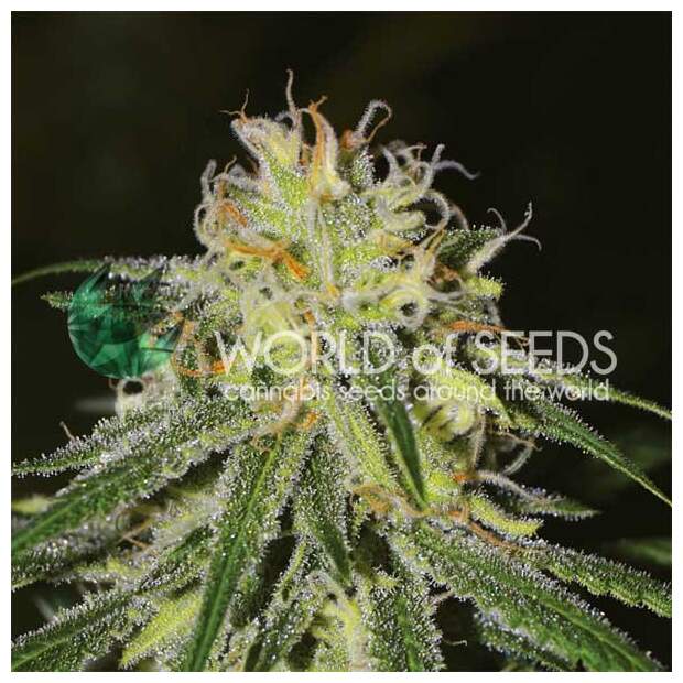 World Of Seeds Amnesia (Legend Collection) 3 Stk feminisiert